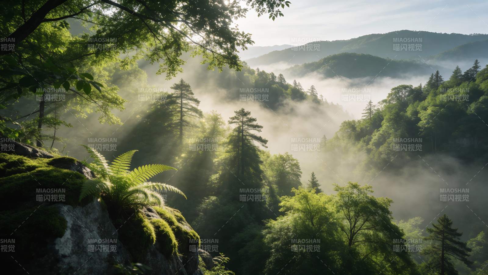 晨雾森林图片