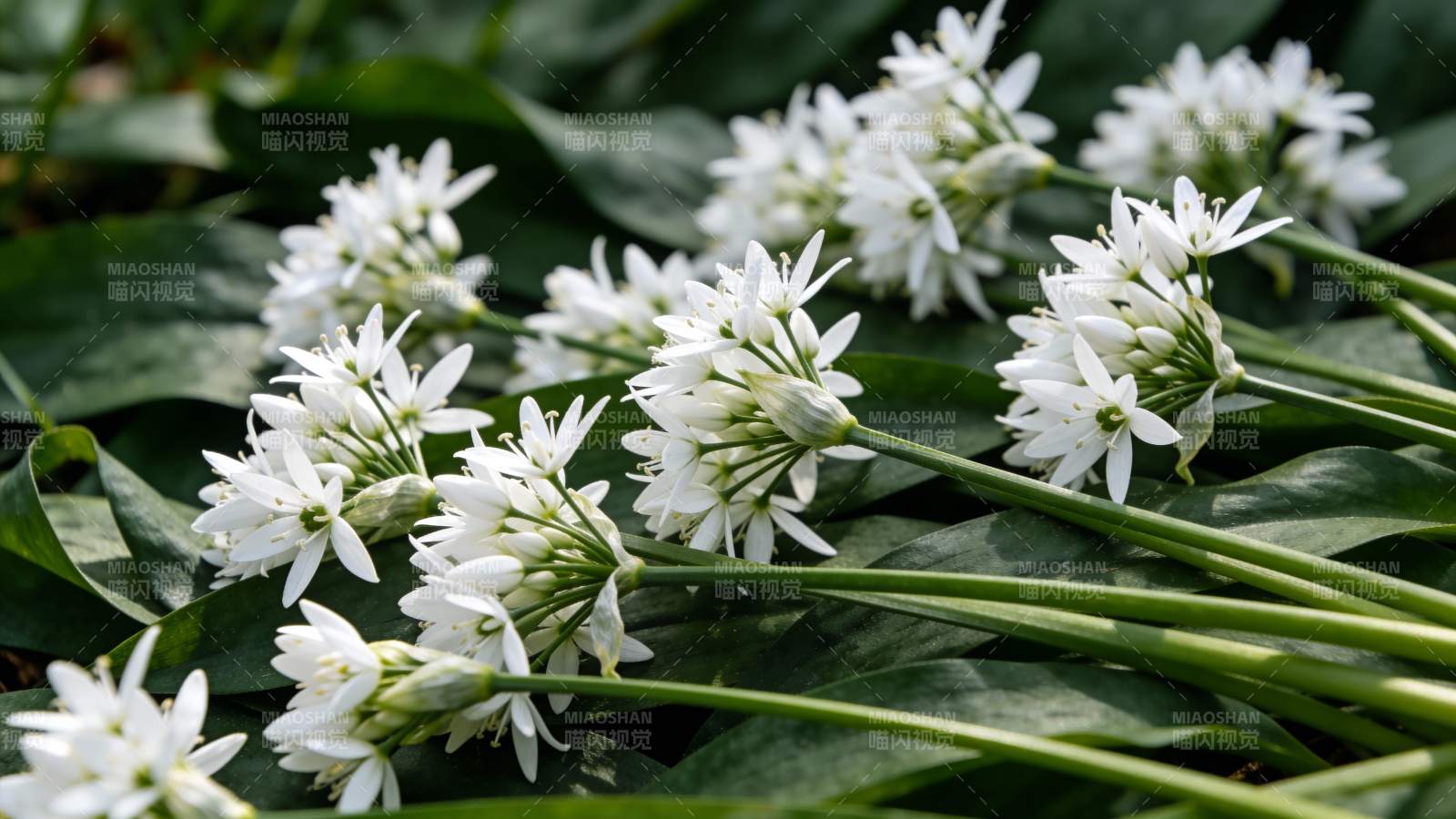 洁白葱花绽放图片