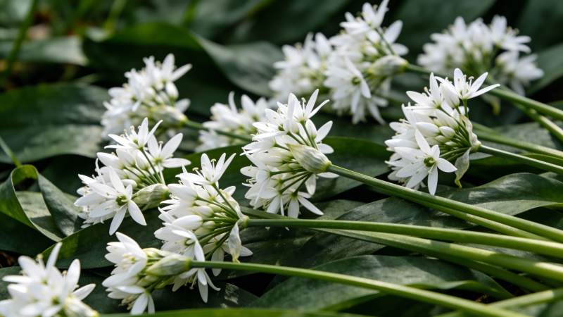 洁白葱花绽放图片