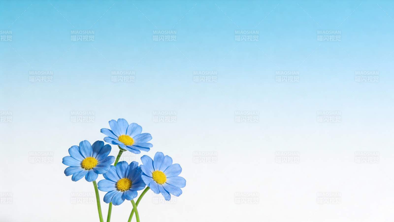 蓝花映蓝天图片