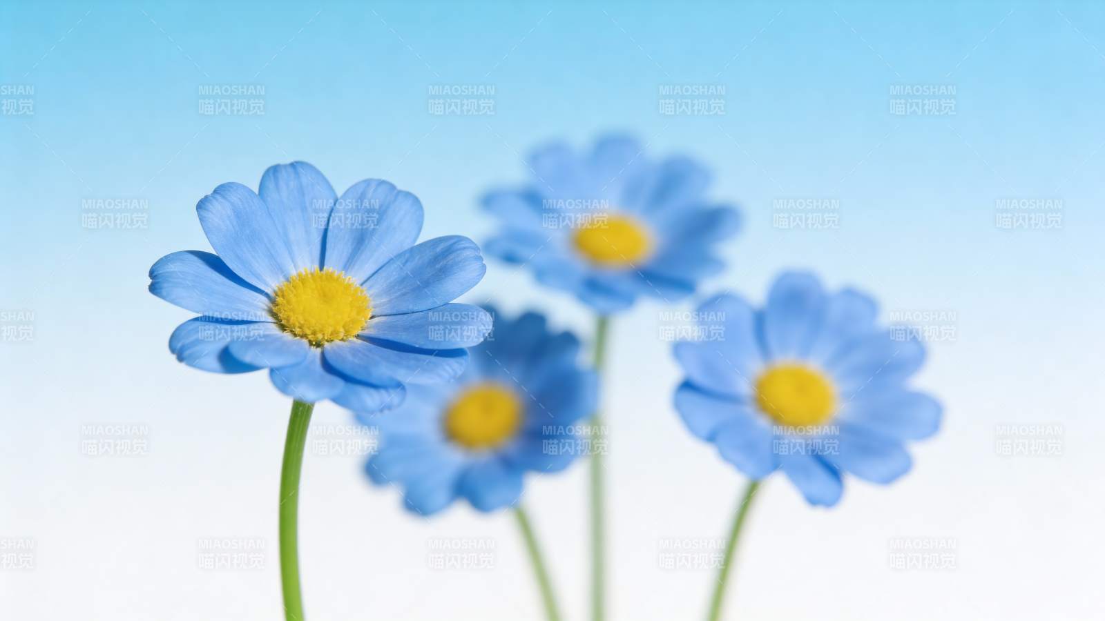 蓝花迎风绽放图片