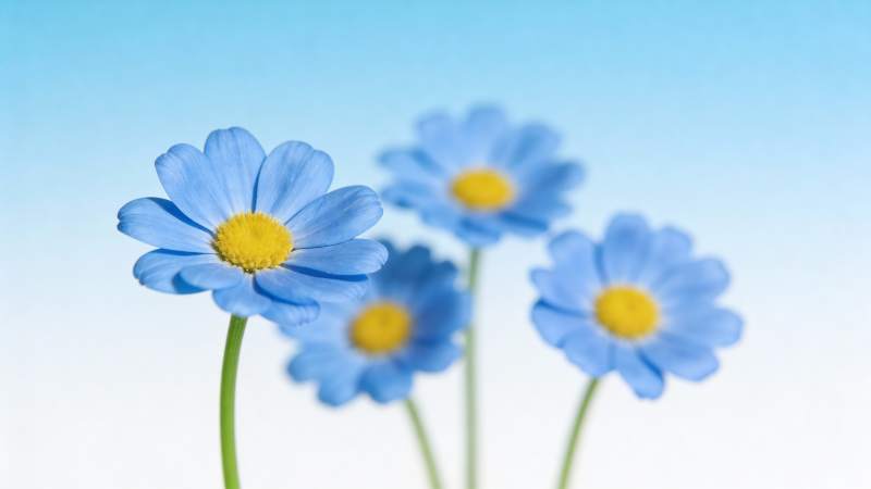 蓝花迎风绽放图片