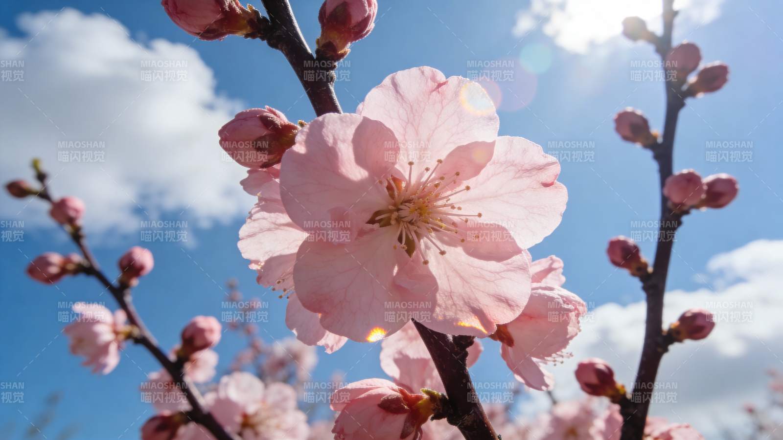 樱花绽放春日美景图片