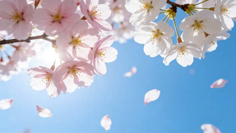 樱花飘落春意浓图片