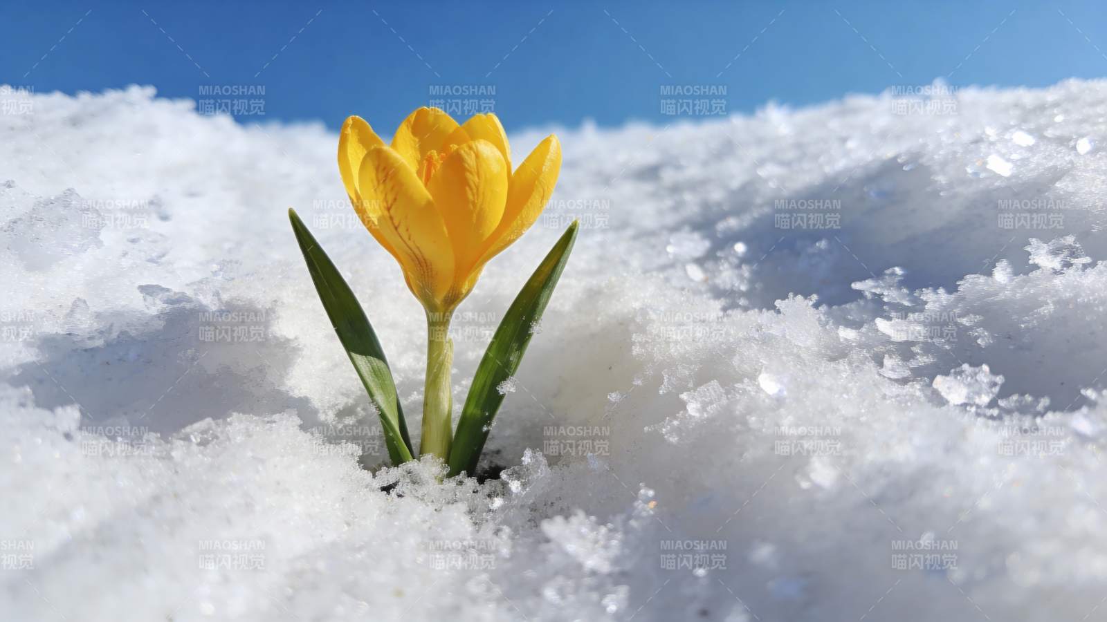 雪中绽放的黄花图片