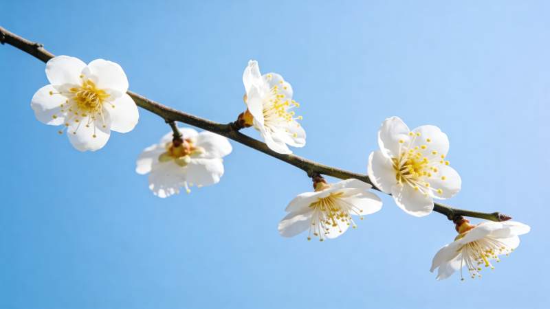 梅花绽放蓝天图片