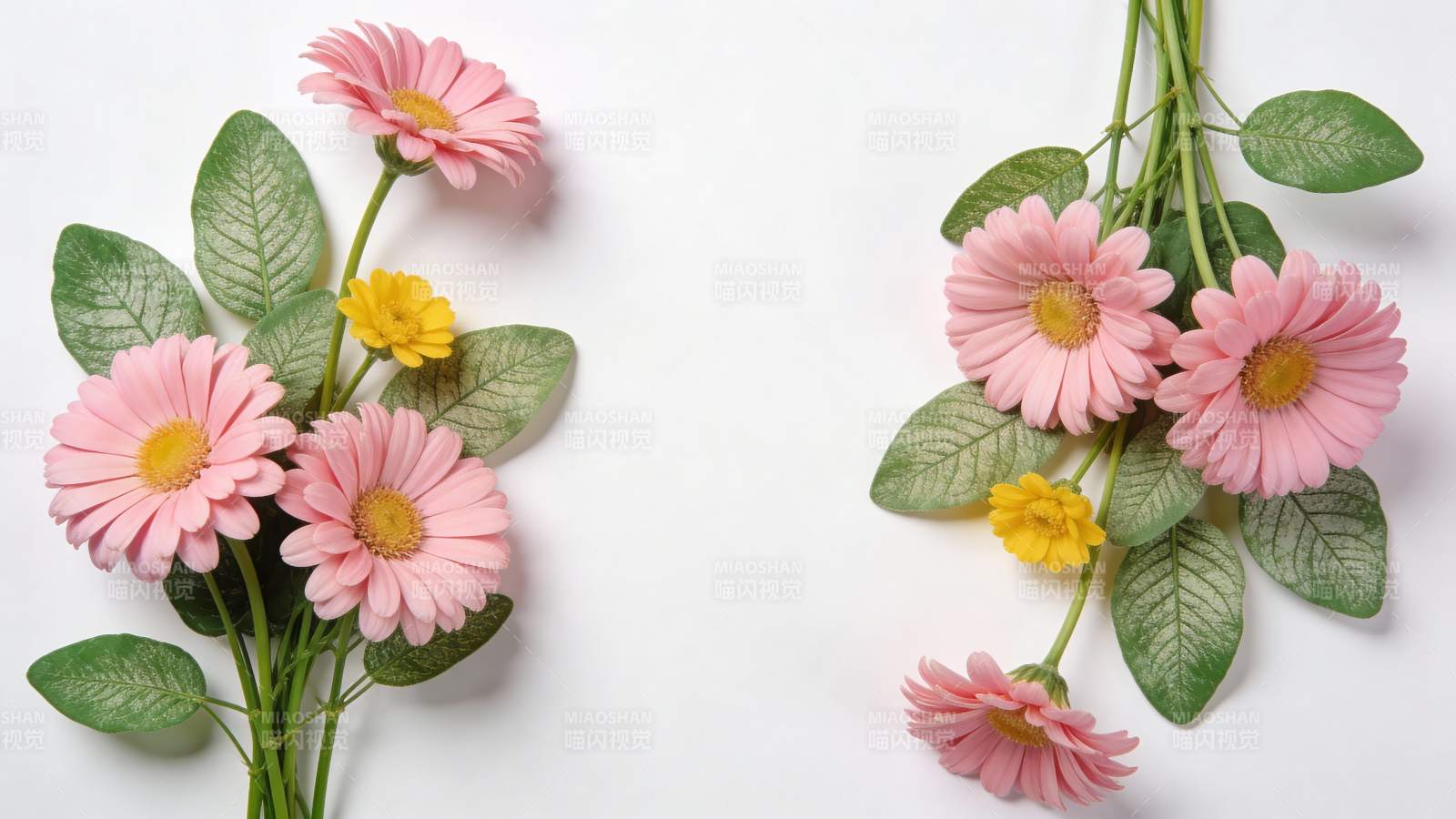 粉菊绽放 绿叶相伴图片