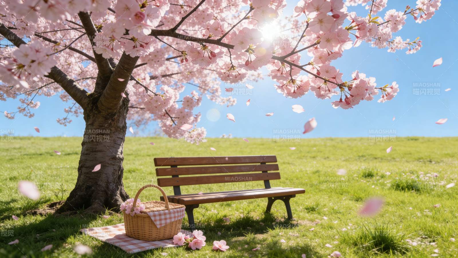 樱花树下静谧时光图片