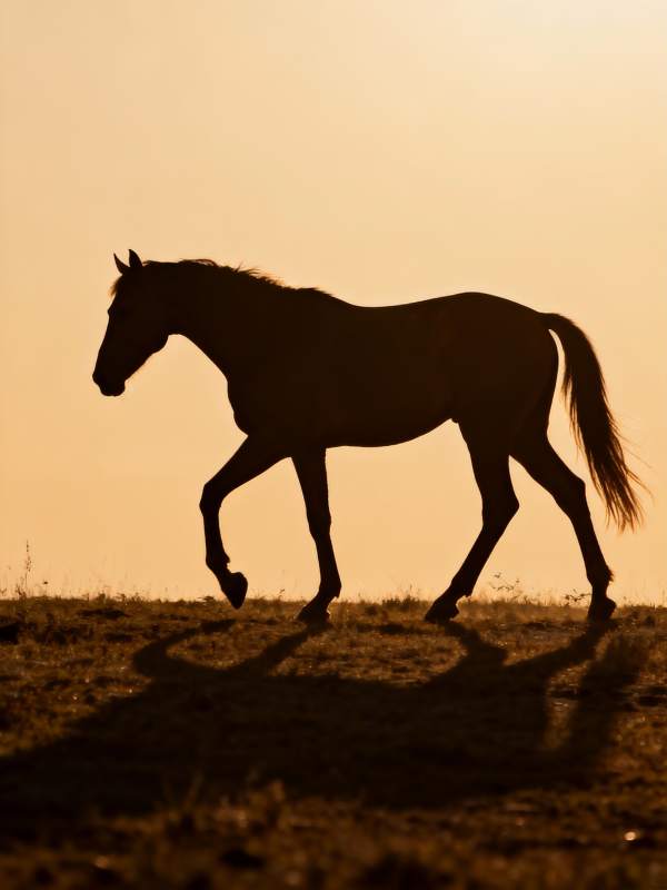 夕阳下的马影图片