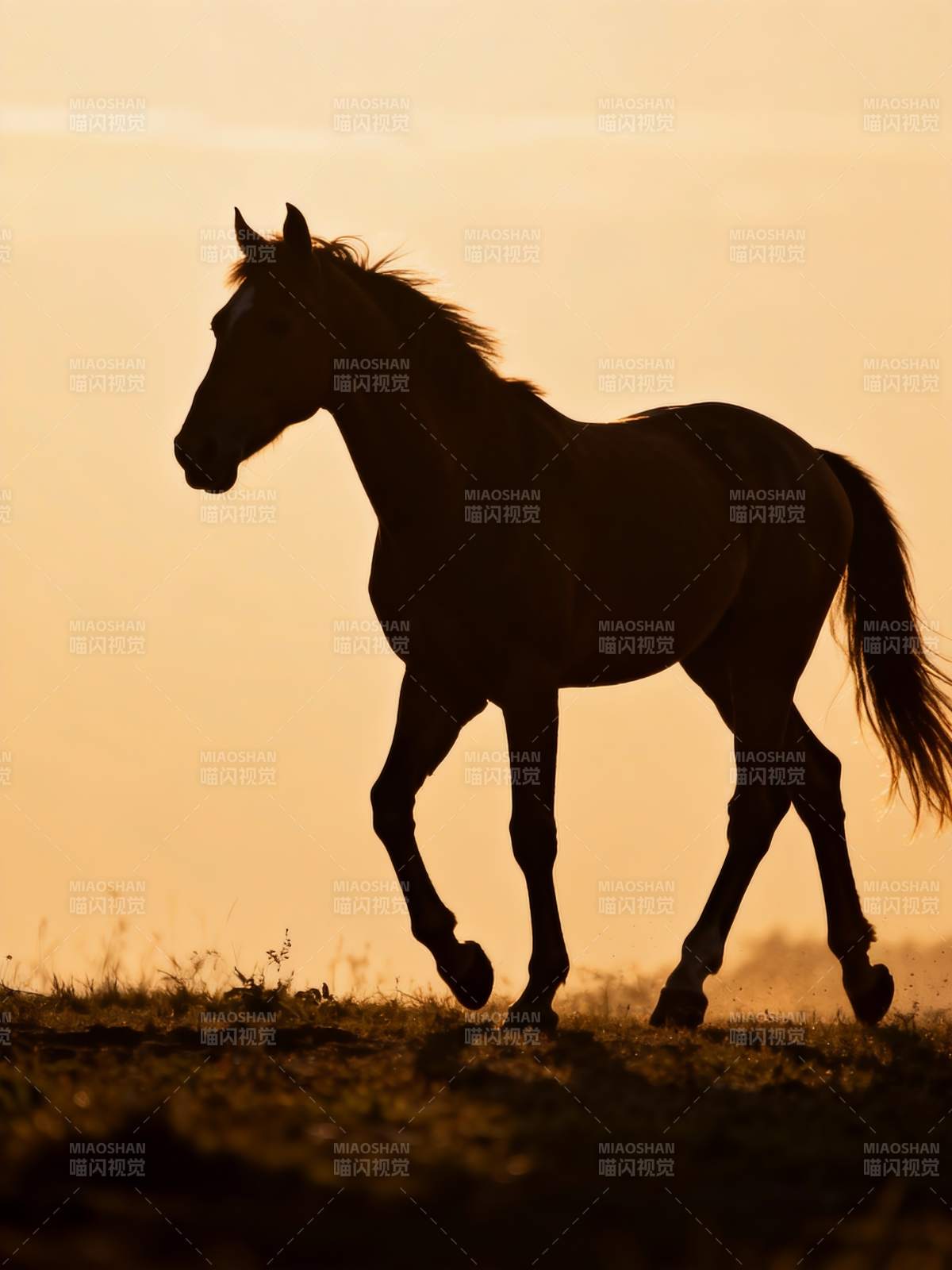 夕阳下的骏马剪影图片