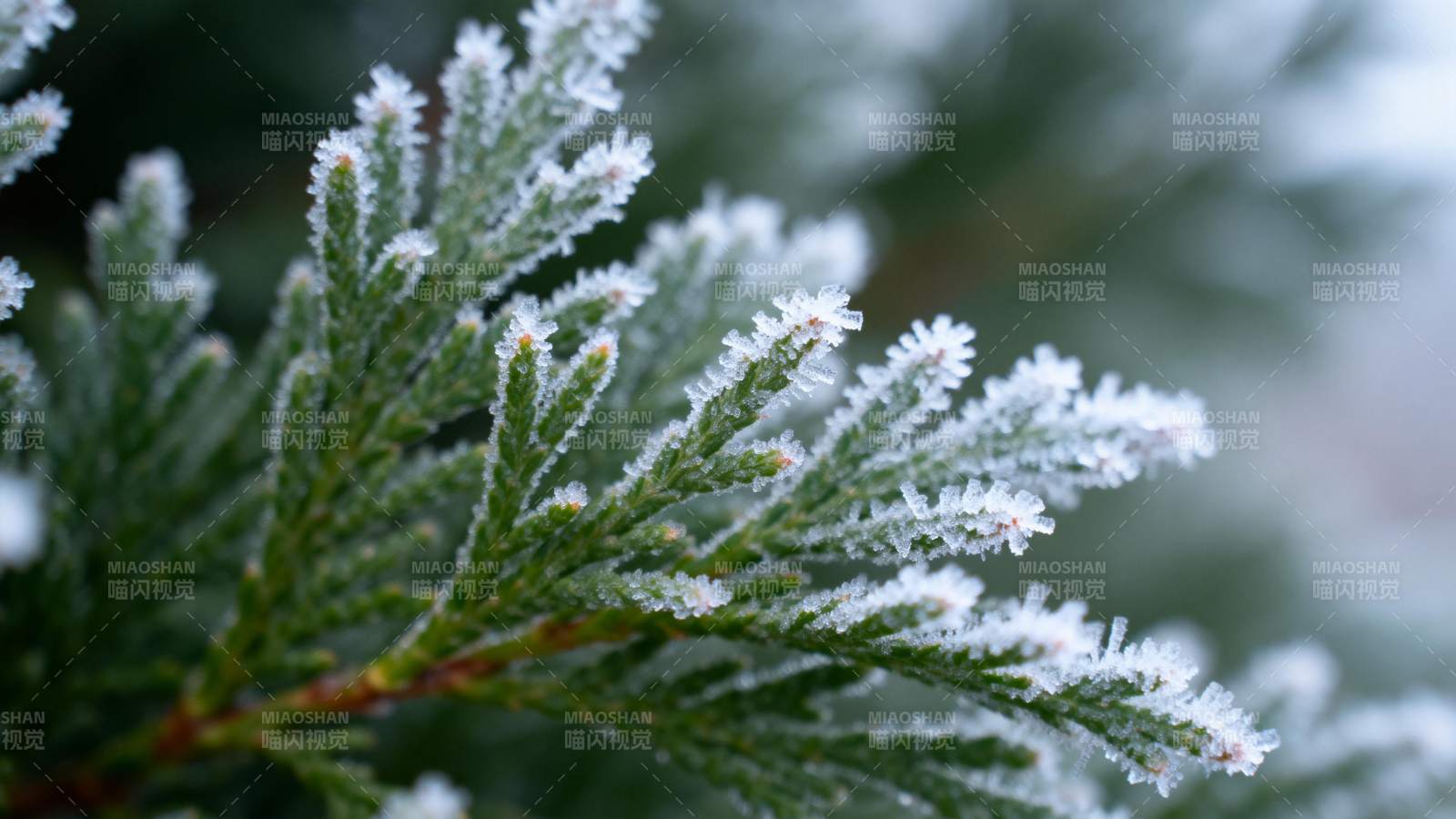 霜覆松枝图片