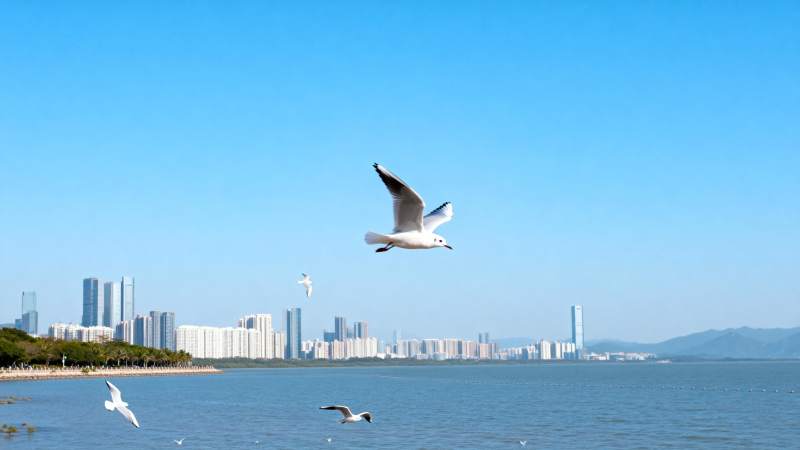 海鸥翱翔城市天际图片