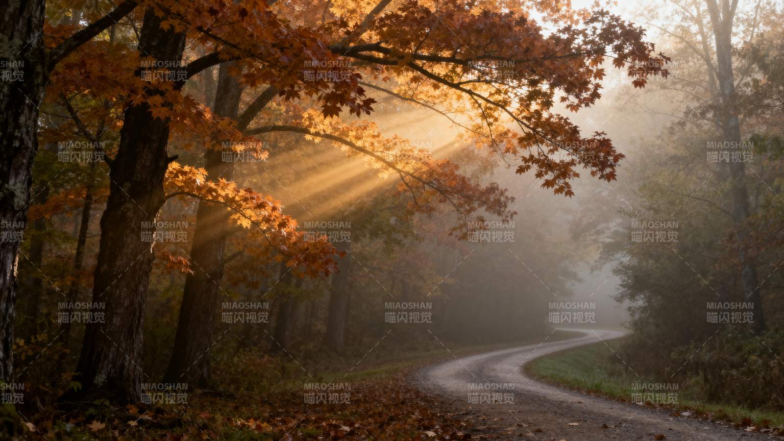秋晨林间小径图片