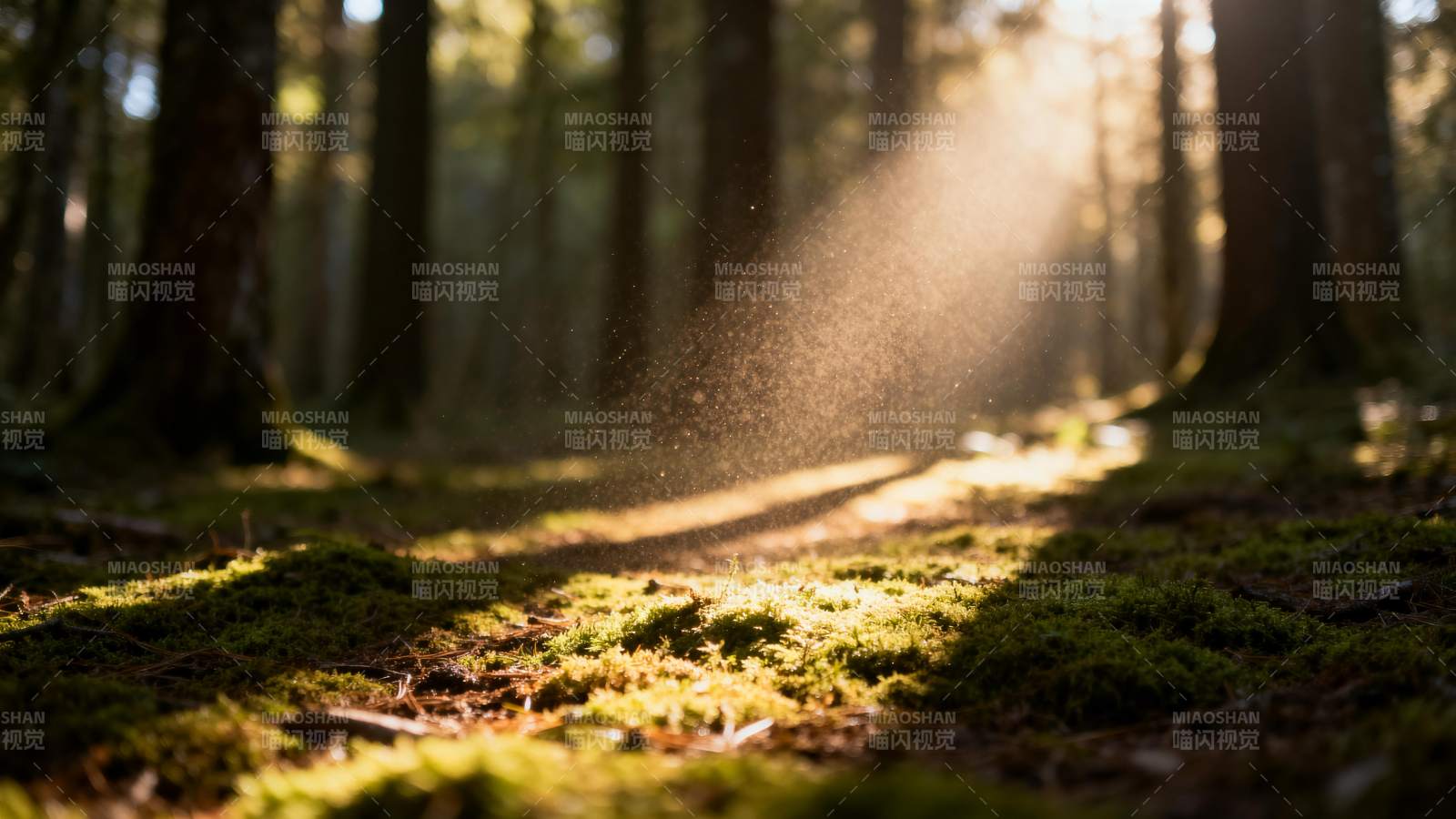 林间光影图片