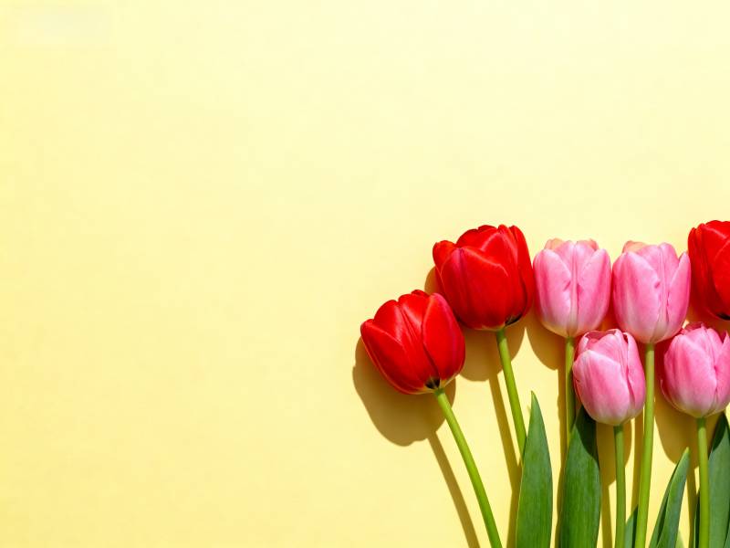 郁金香绽放春意图片