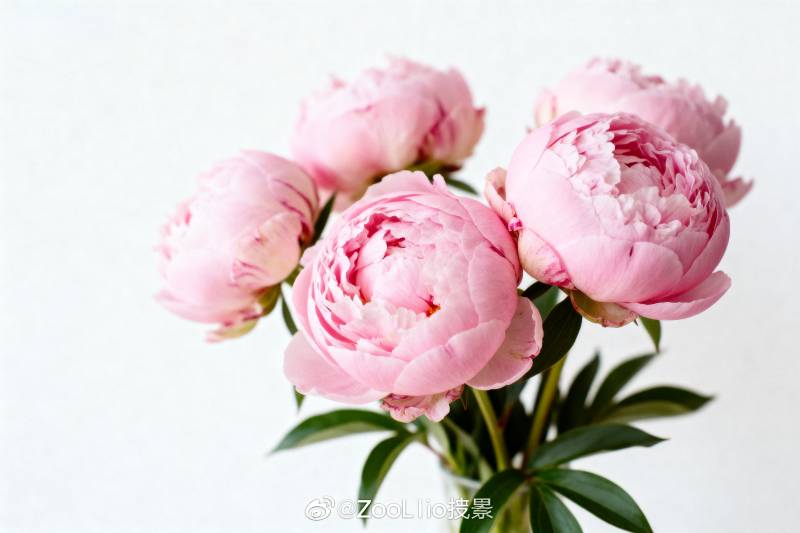 粉嫩牡丹绽放图片