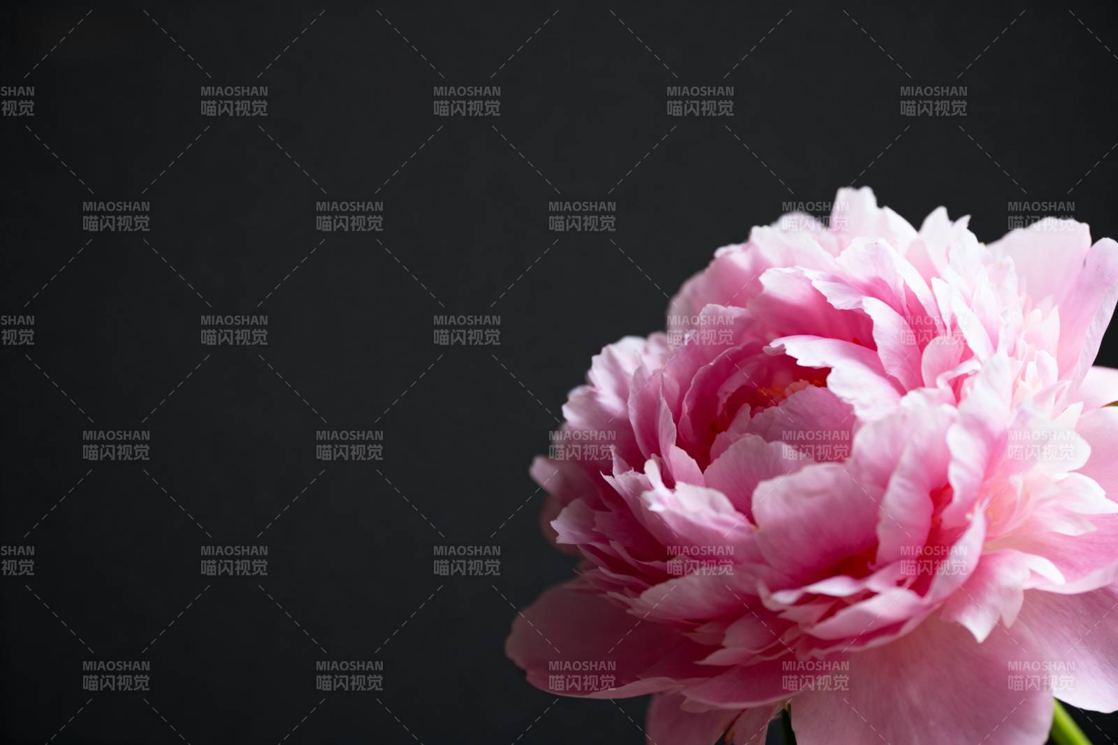 粉嫩牡丹绽放图片