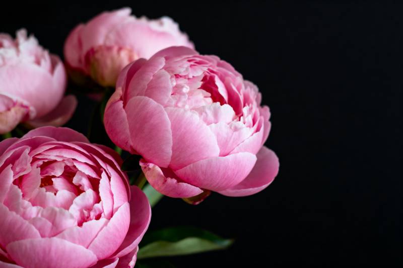 粉嫩牡丹绽放图片