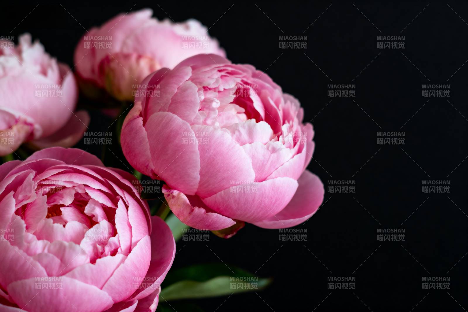 粉嫩牡丹绽放图片