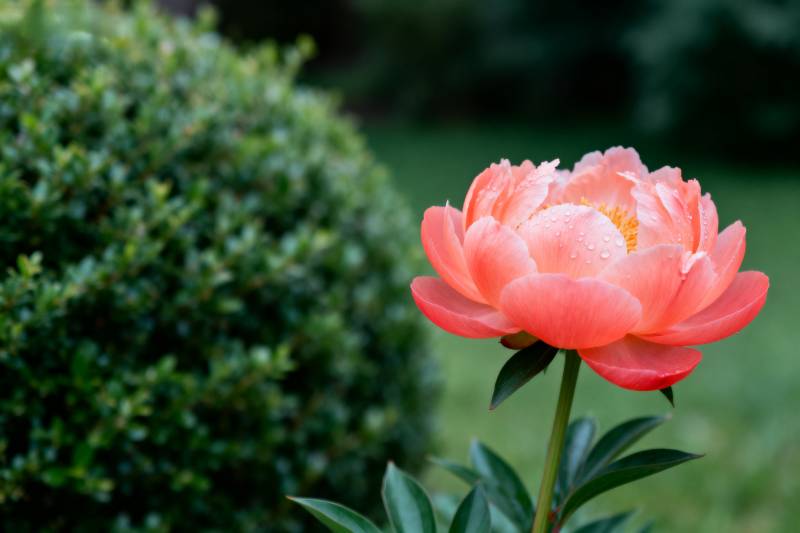 粉红牡丹绽放图片