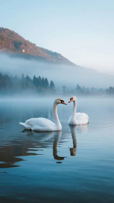 湖雾双鹅影图片