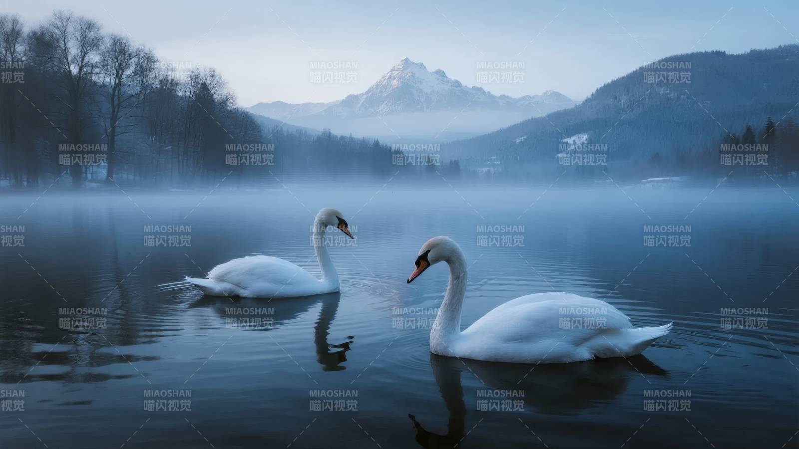雾湖双天鹅图片