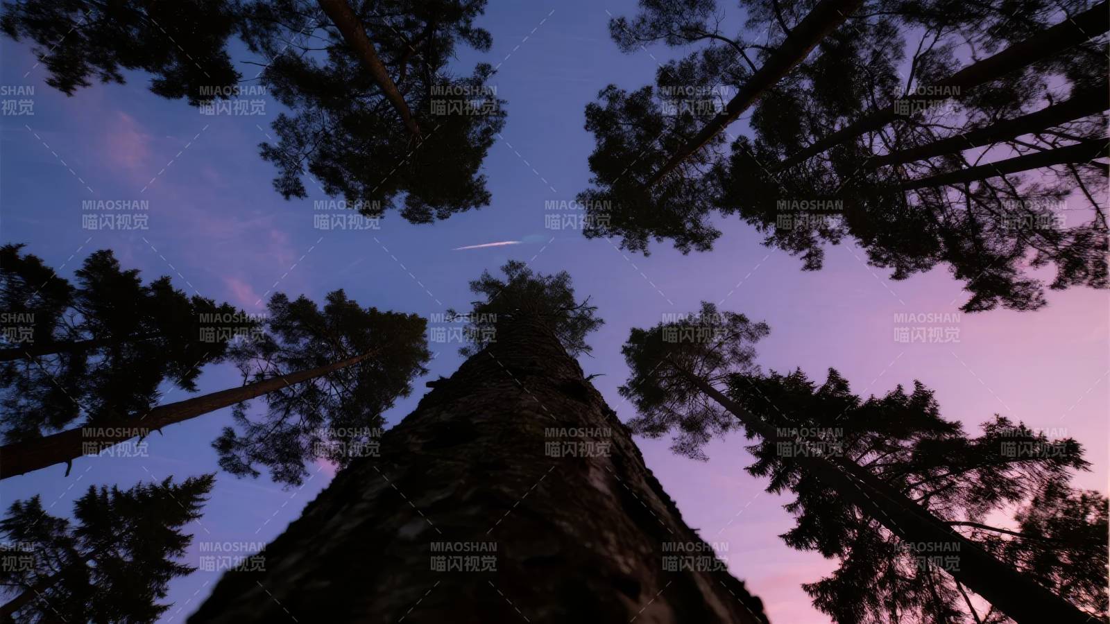 仰望星空树影图片