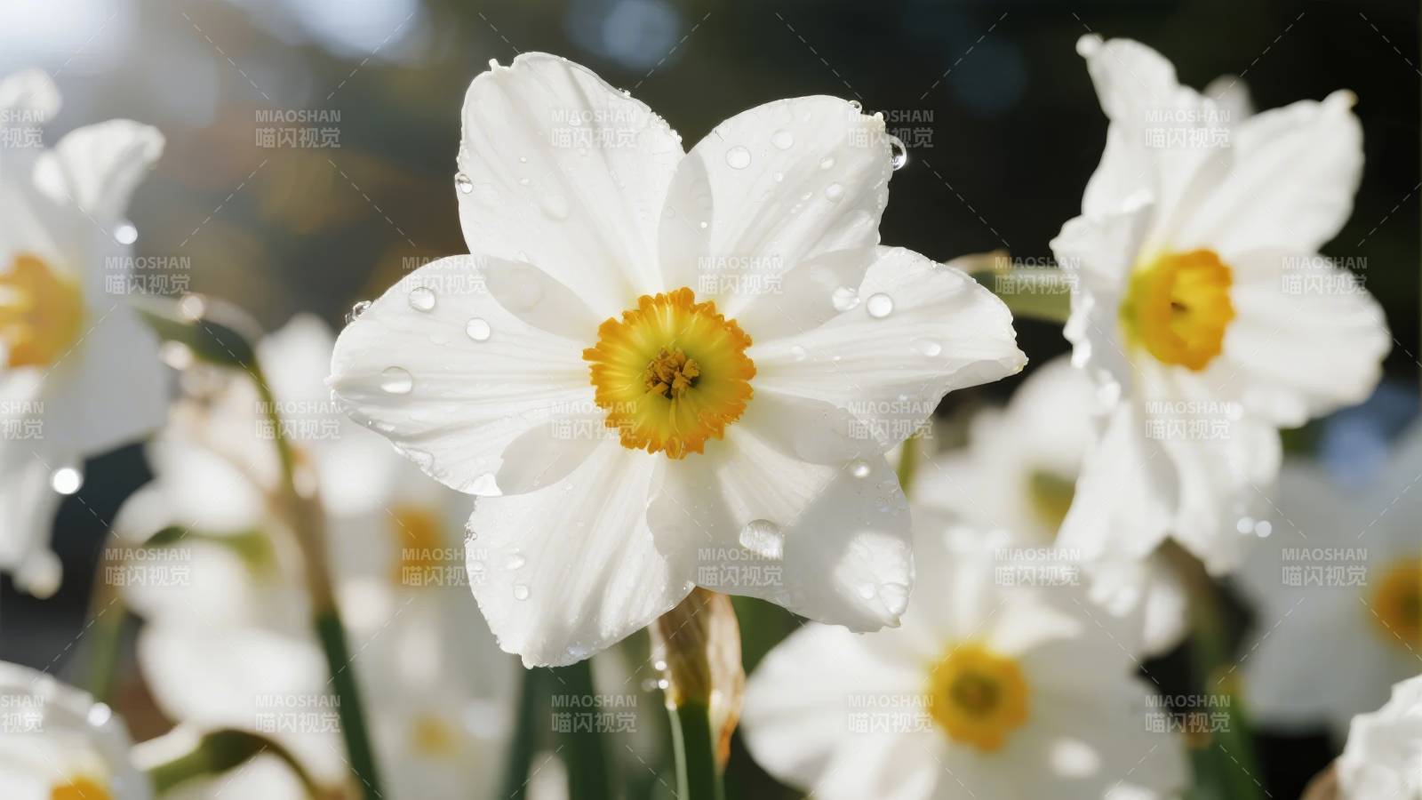 雨后水仙花图片