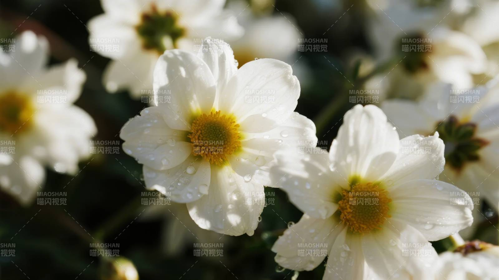 洁白花朵绽放图片