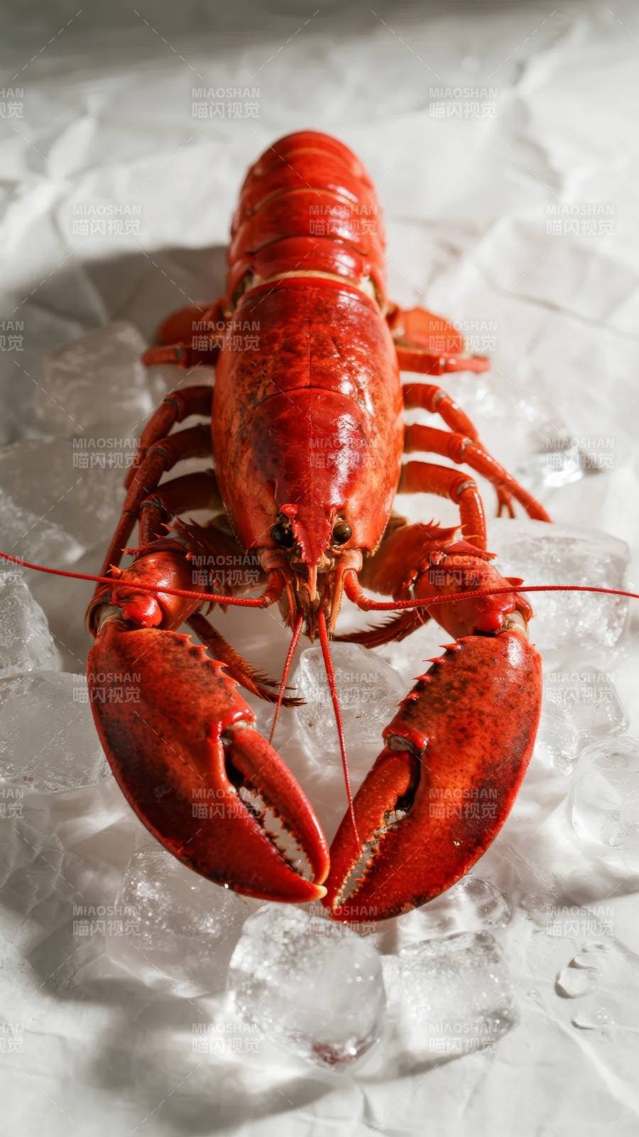 冰上红龙虾图片