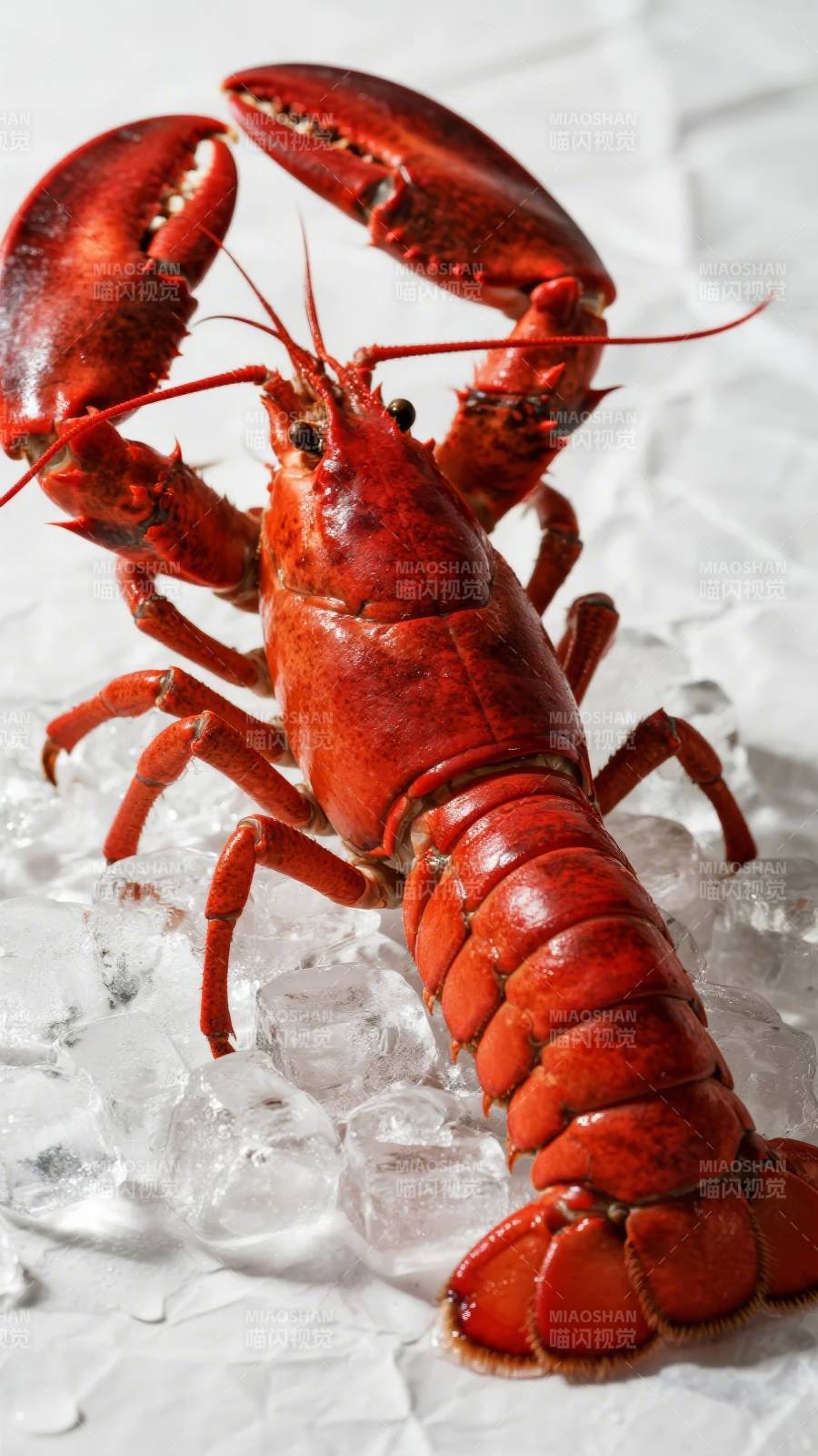 鲜红龙虾冰上静卧图片