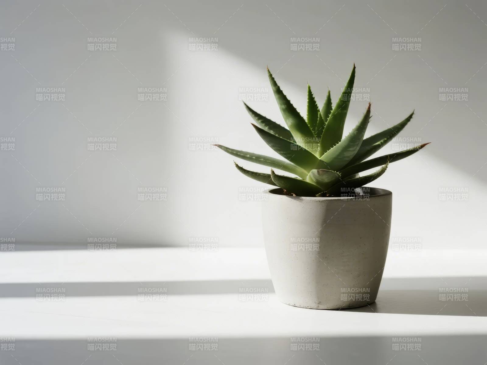 绿植静置于光中图片