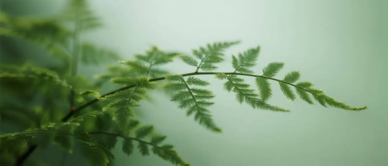 翠绿蕨叶轻舞图片