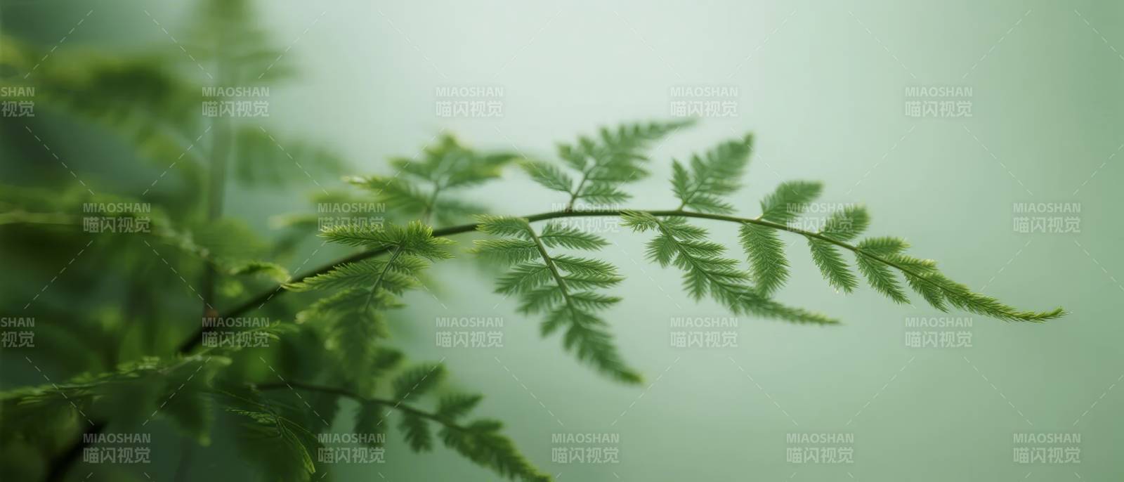 翠绿蕨叶轻舞图片