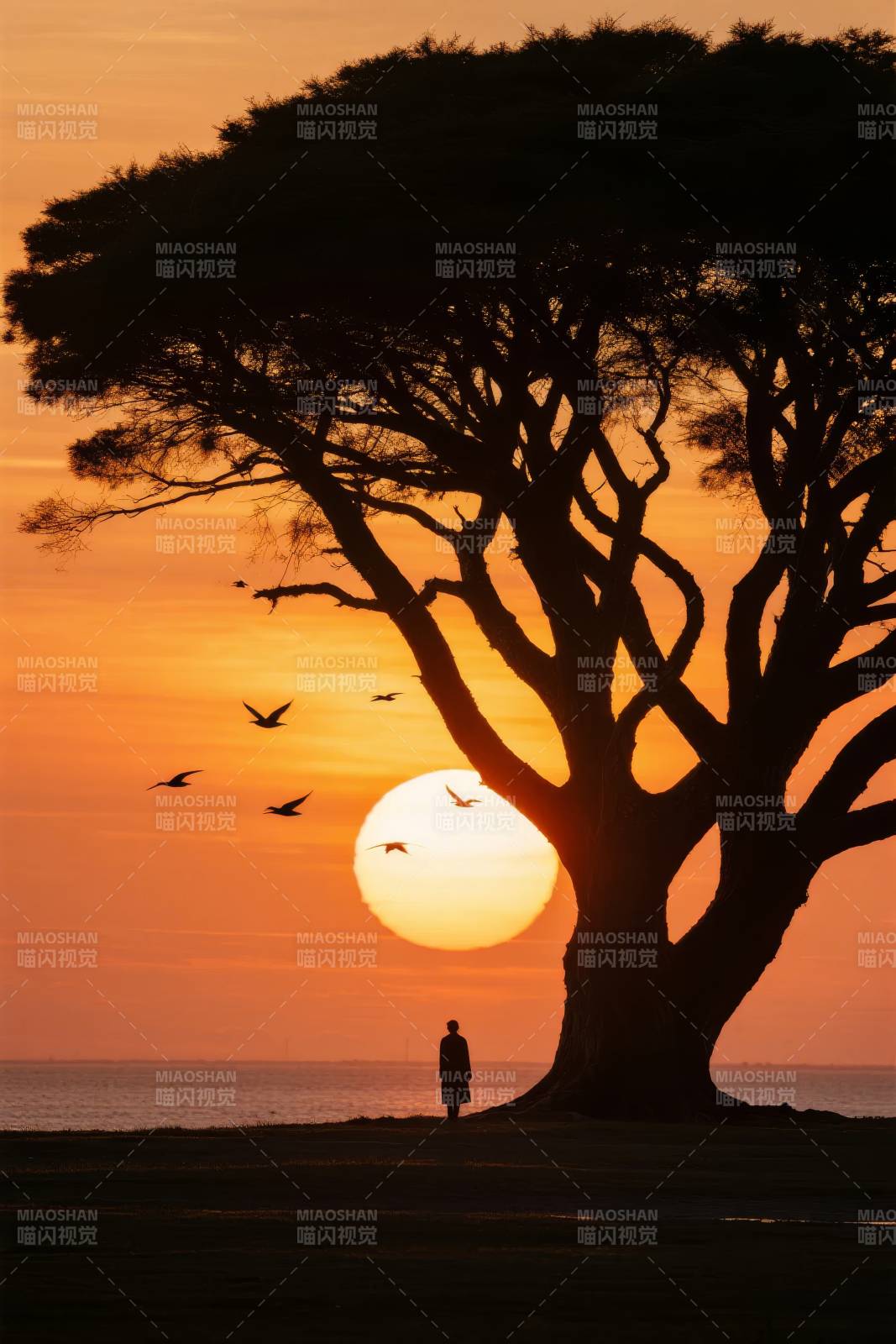 夕阳树影人独行图片