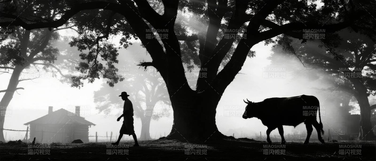 晨雾中的牧牛人图片