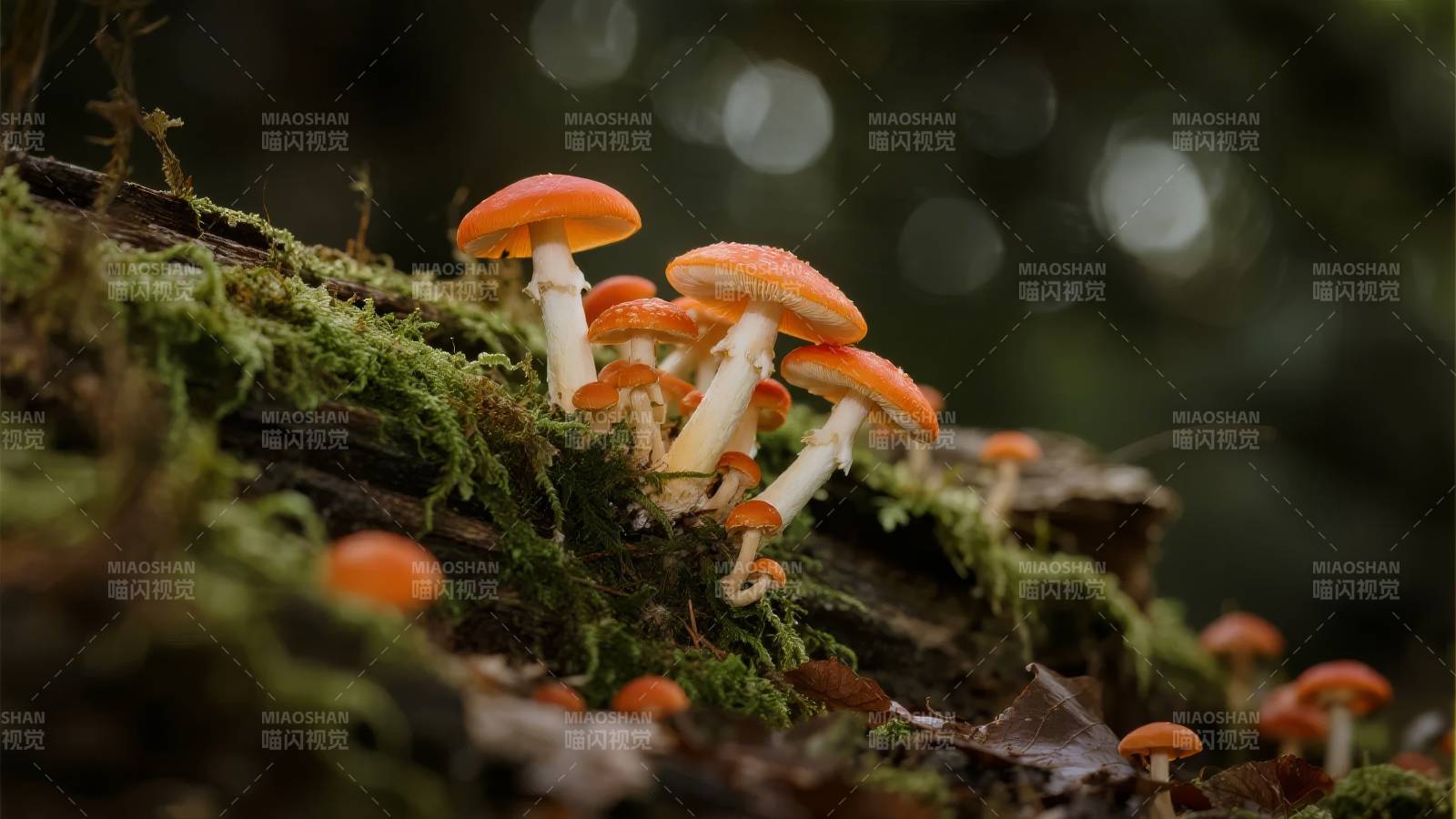 林间橙菇绽放图片