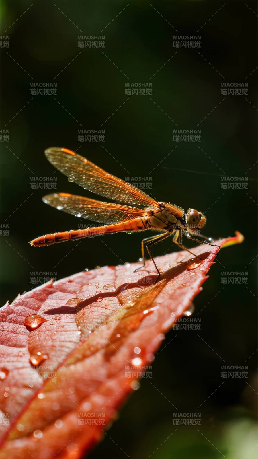 蜻蜓栖叶露珠晶图片