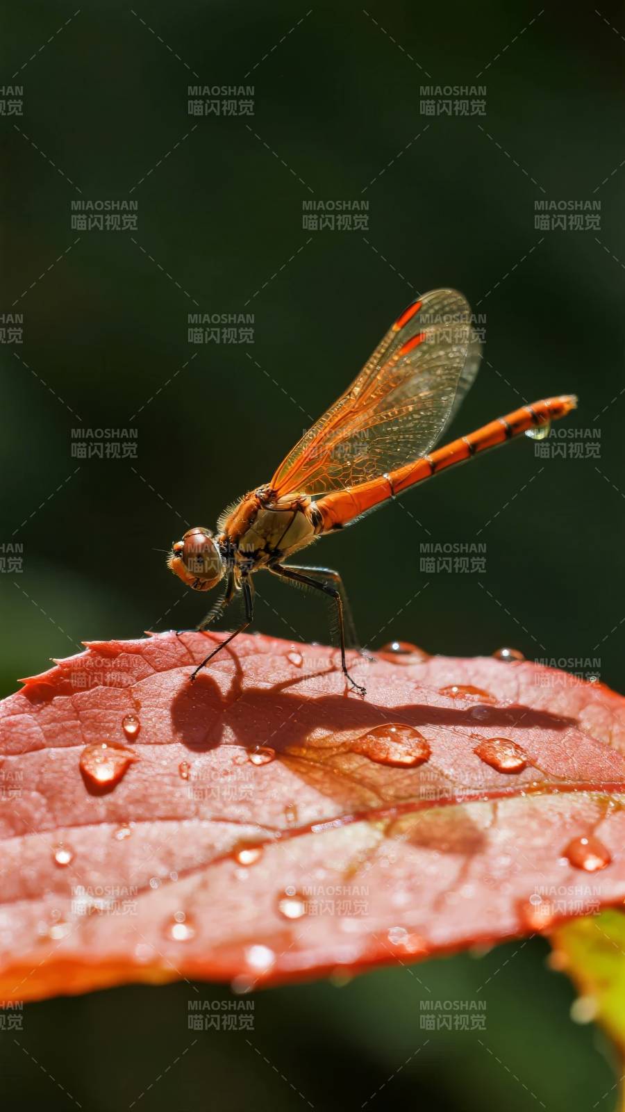 红蜻点水叶上栖图片