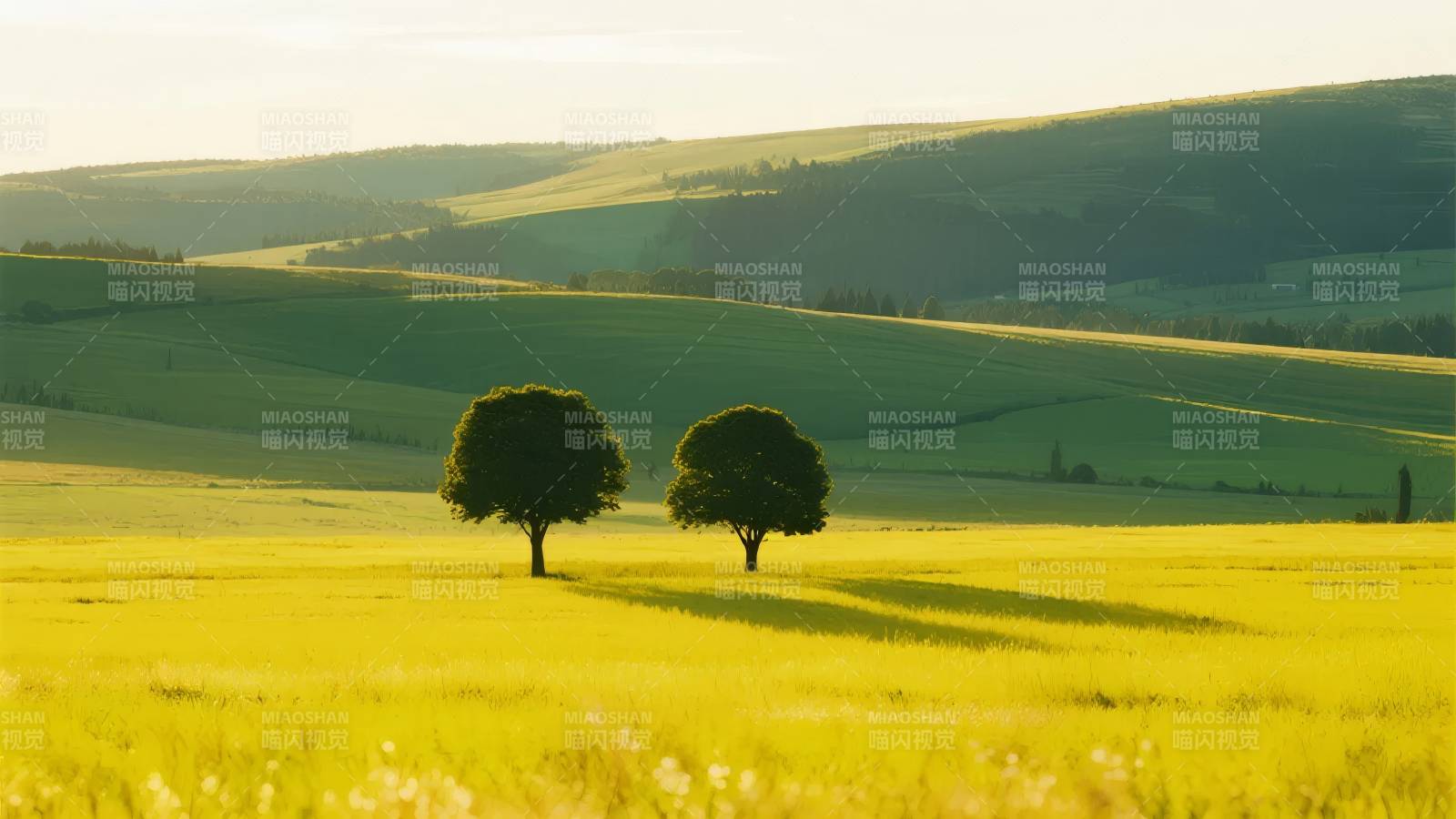 双树草原晨光图片