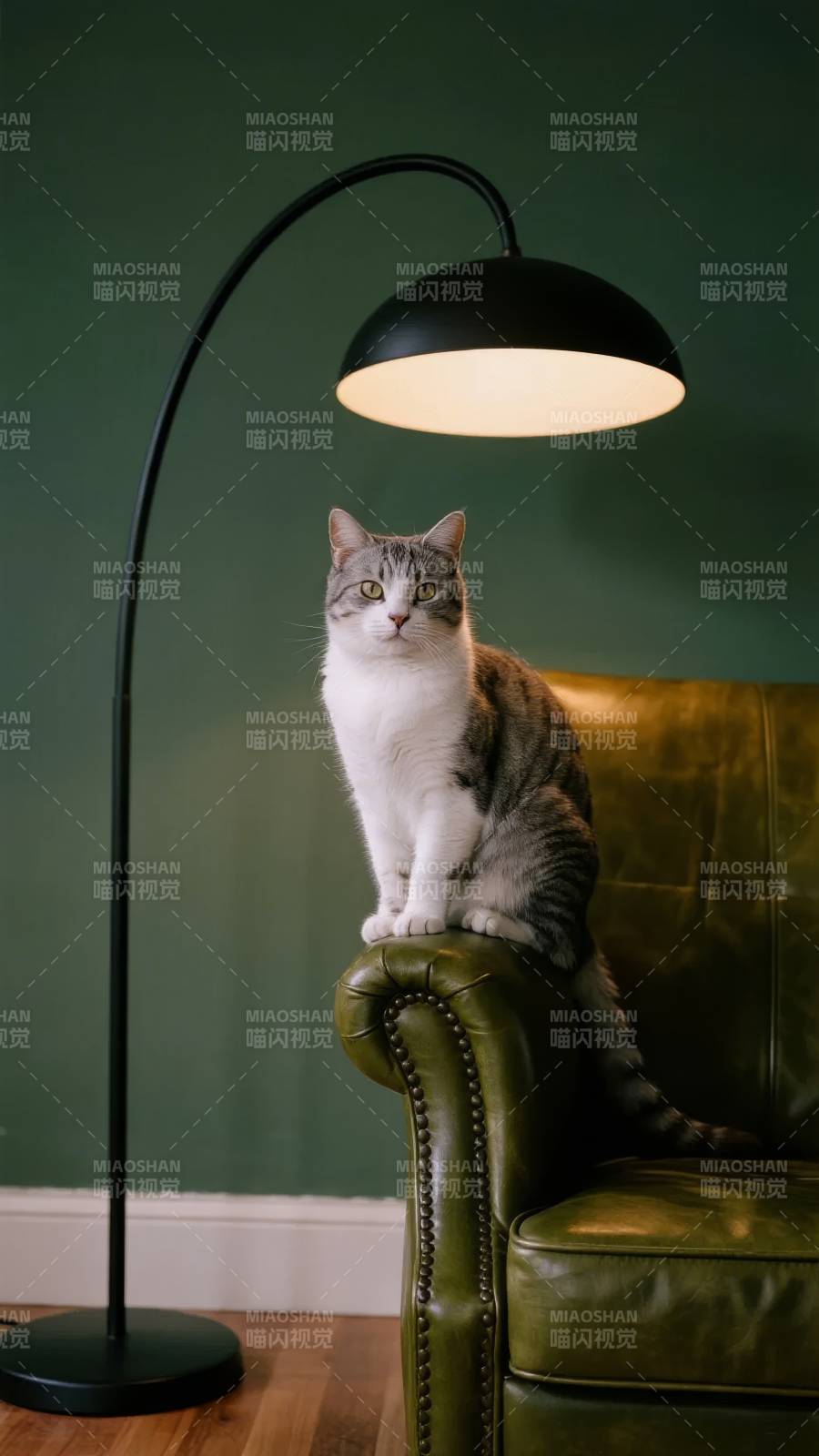 猫坐灯下绿椅图片