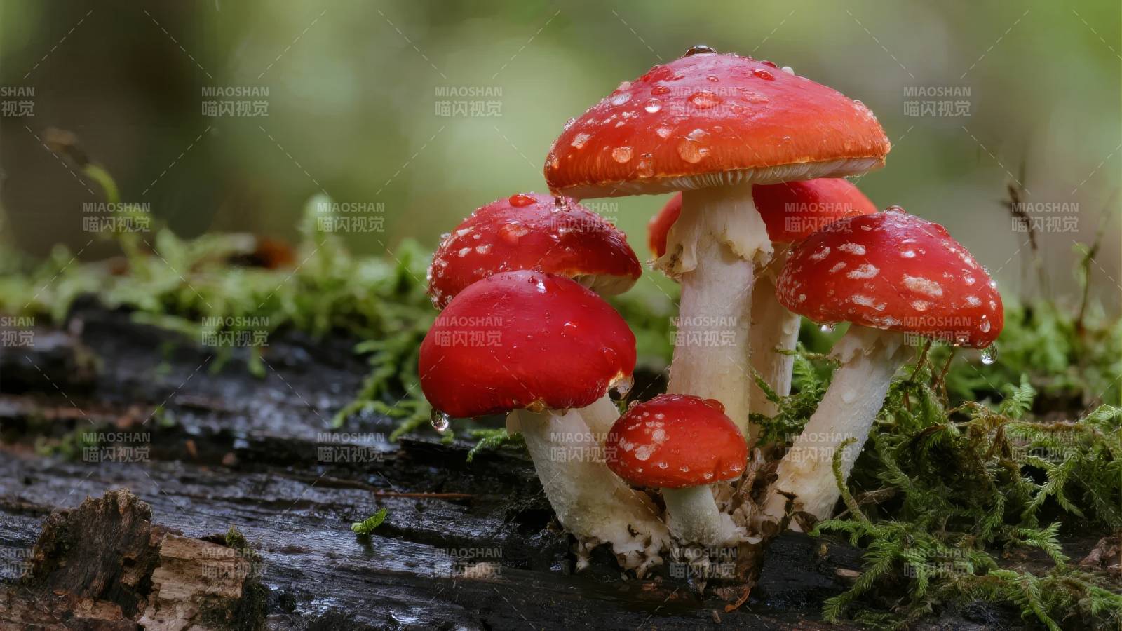 红菇林间生长图片