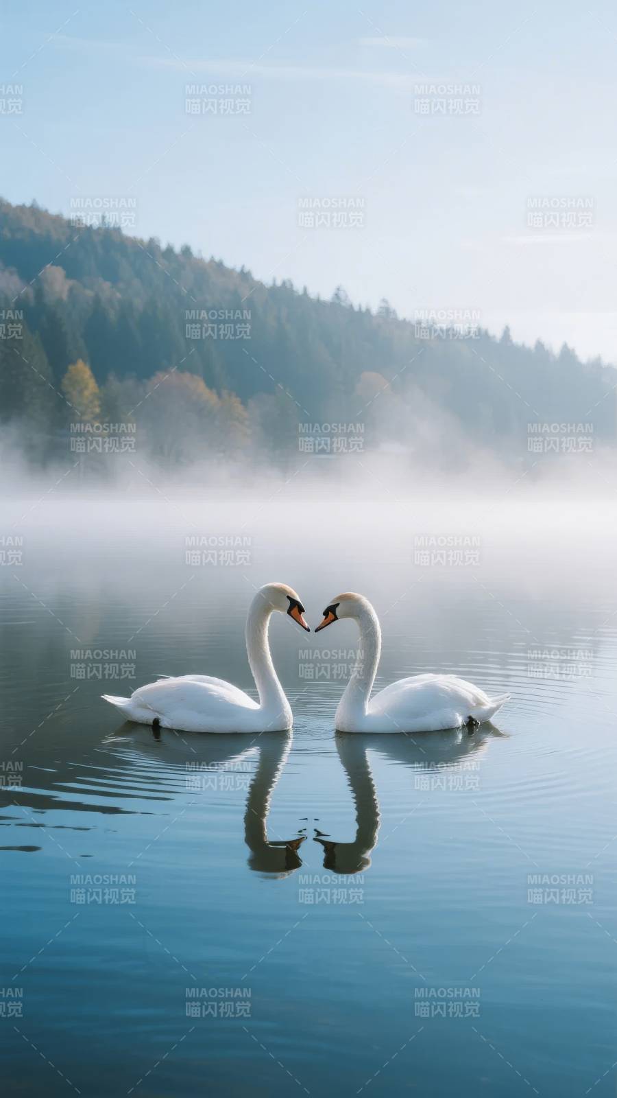 双天鹅湖上相依图片