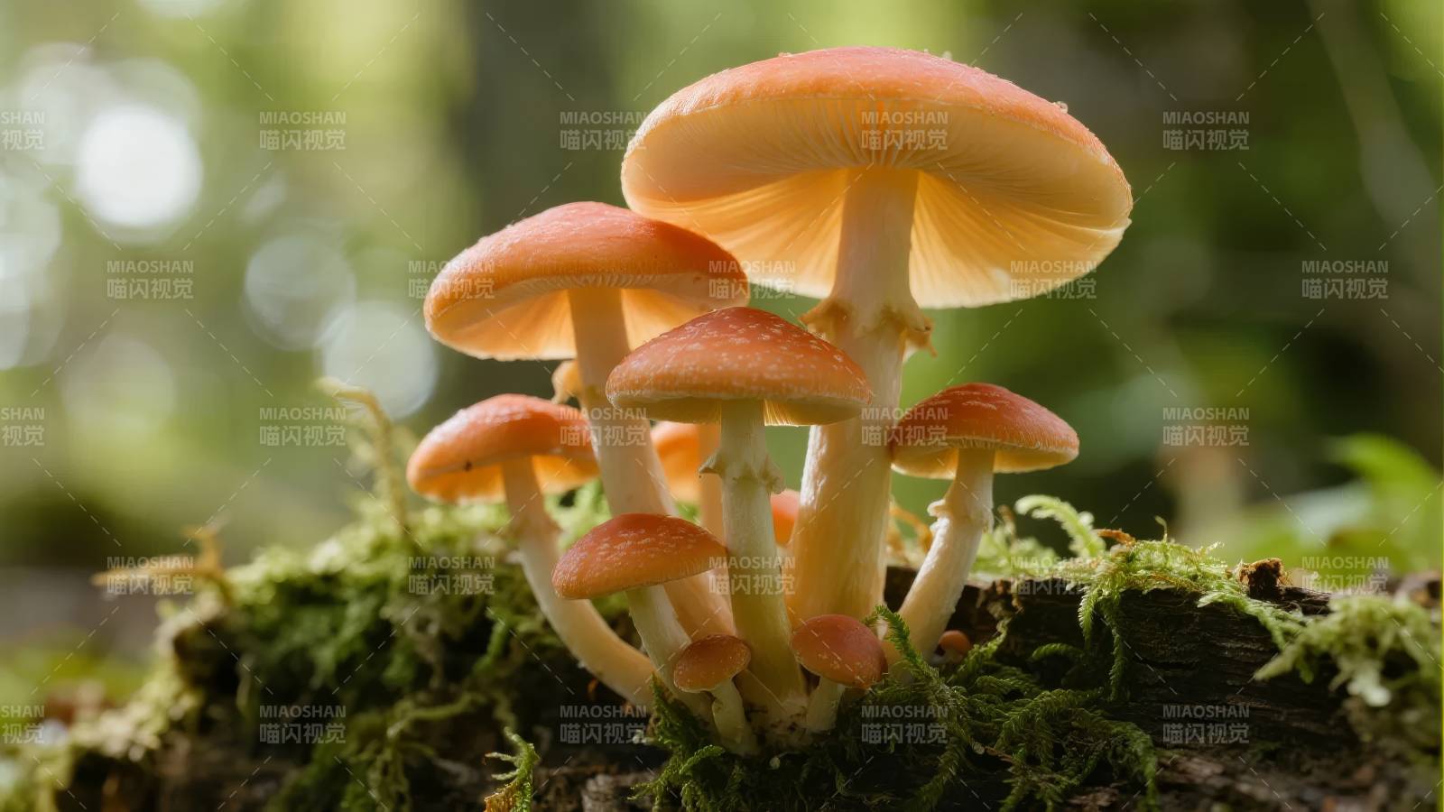 林间橙菇丛生图片