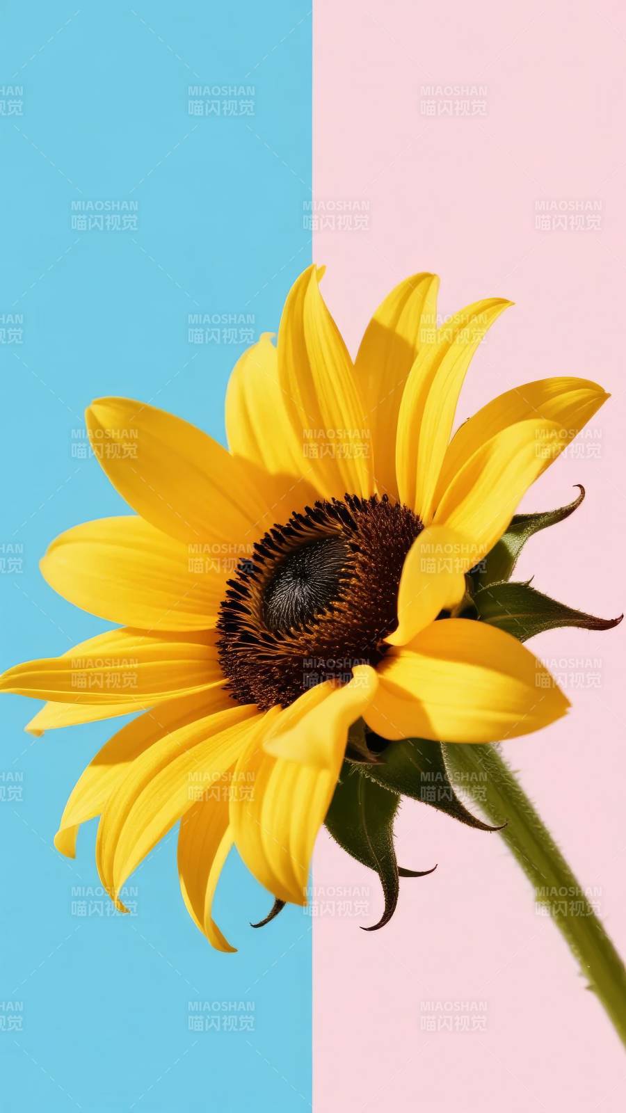 向日葵绽放图片