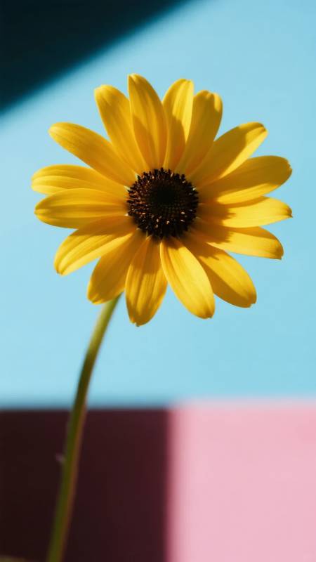 向日葵迎光绽放图片