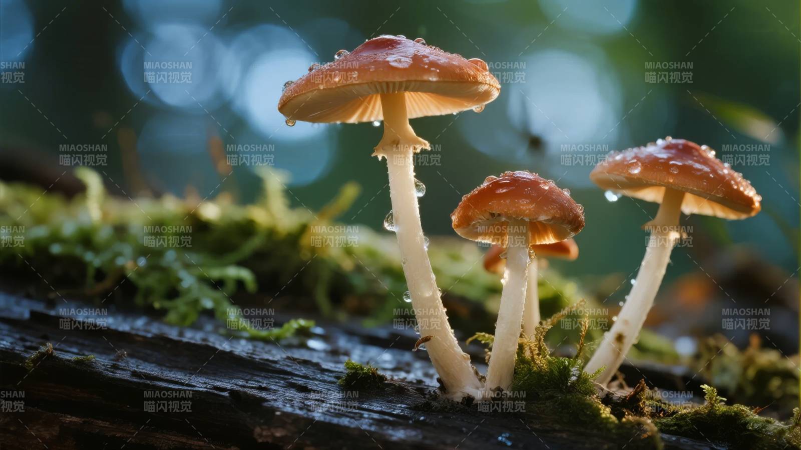 林间三菇静谧生长图片