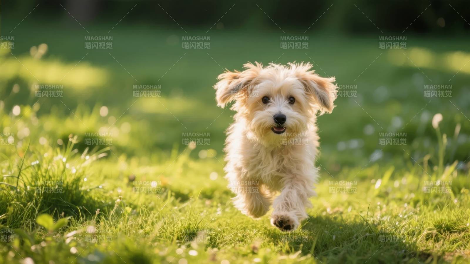 小狗奔跑在草地上图片