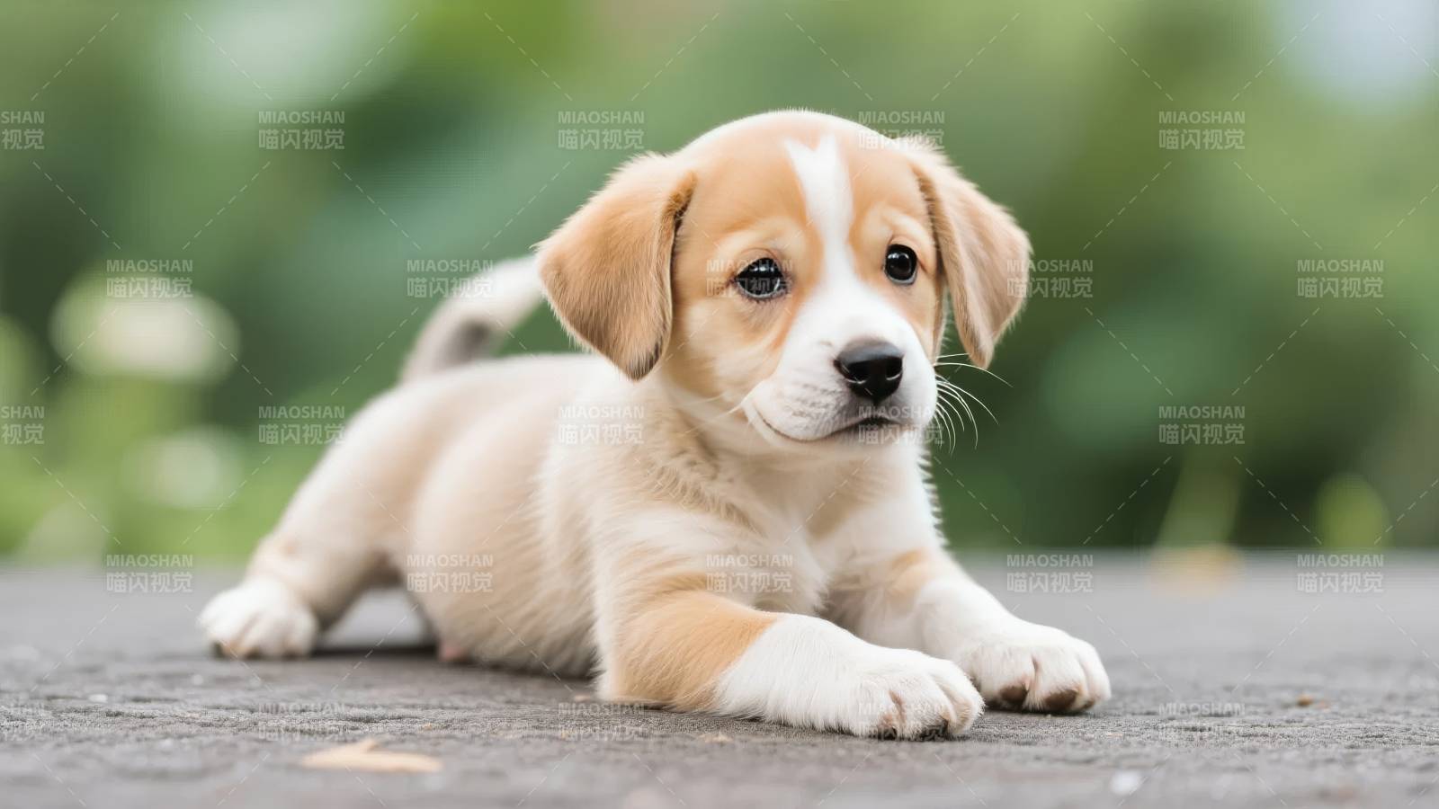 萌犬静卧石上图片