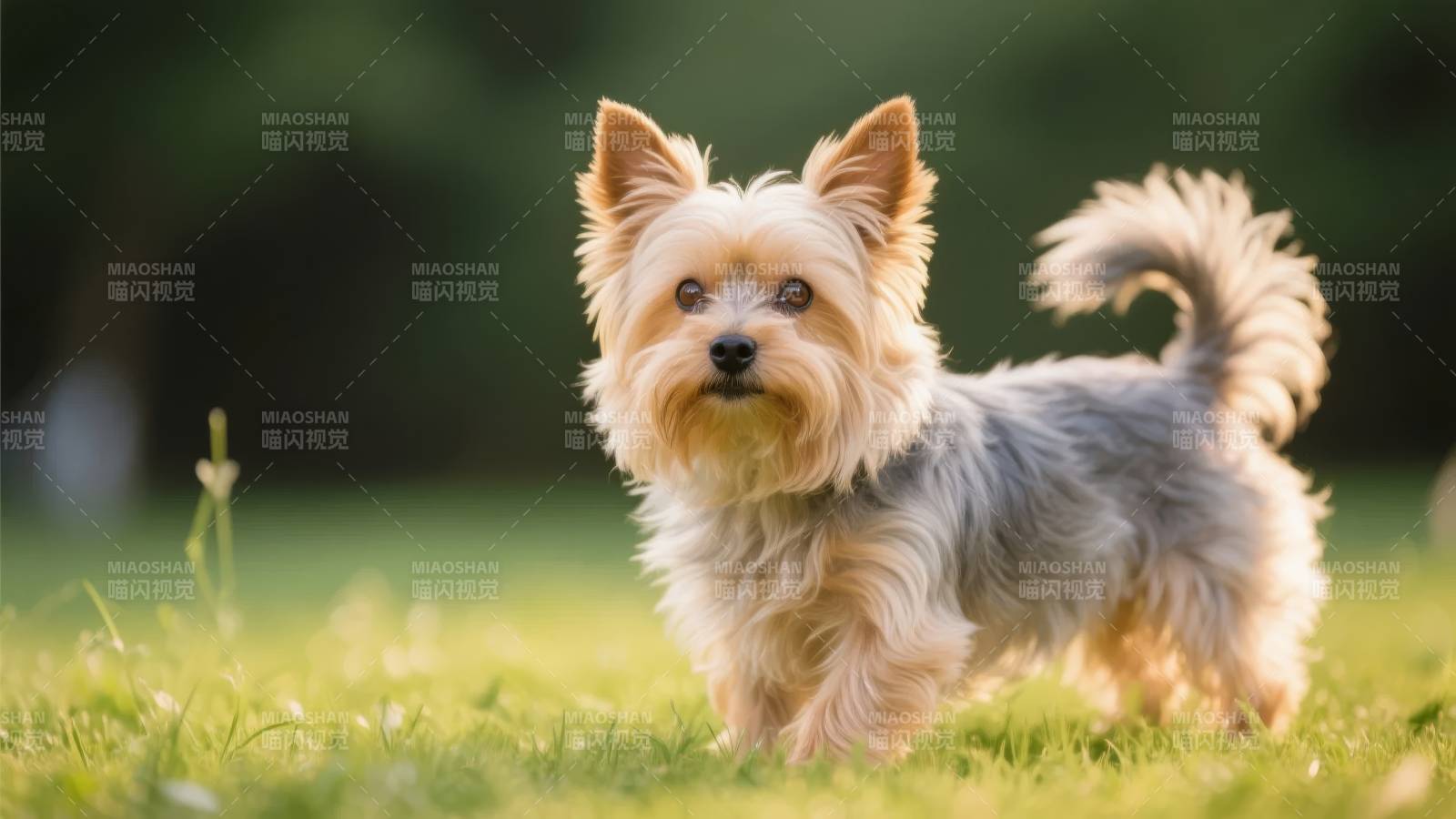 约克夏犬在草地上奔跑图片